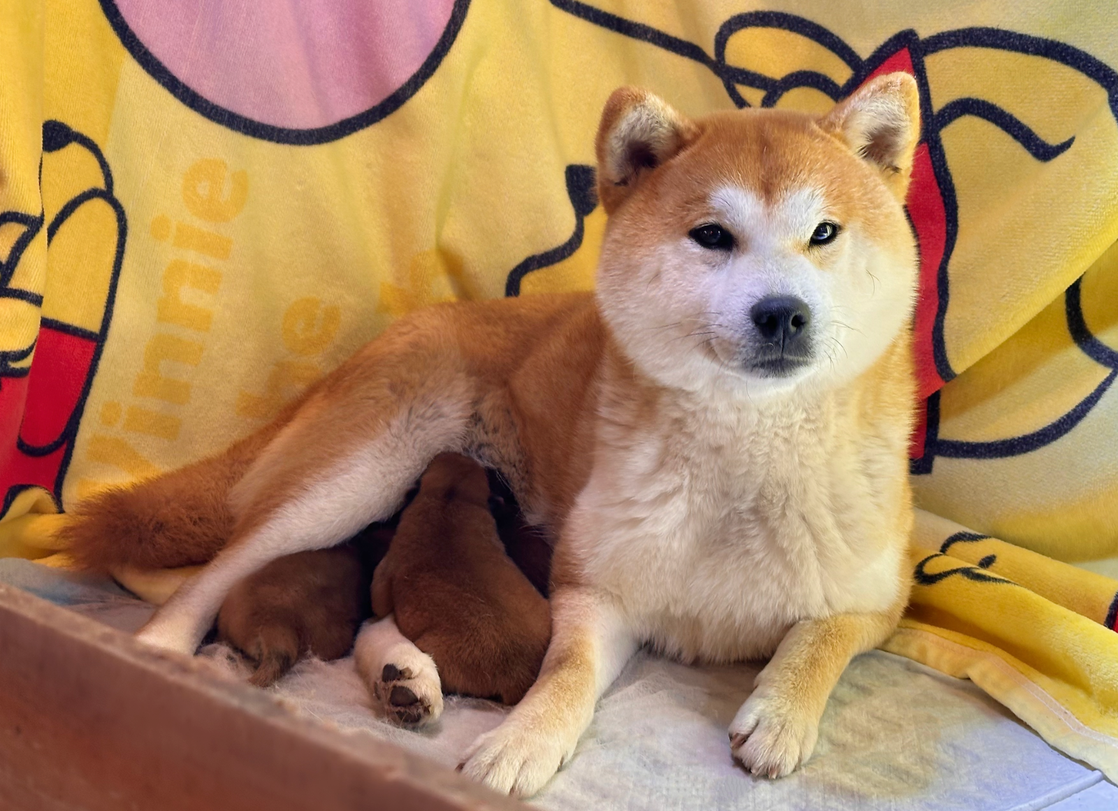 Akita Gumtree Shiba Inu Puppies For Sale Gumtree Shiba Inu Puppy
