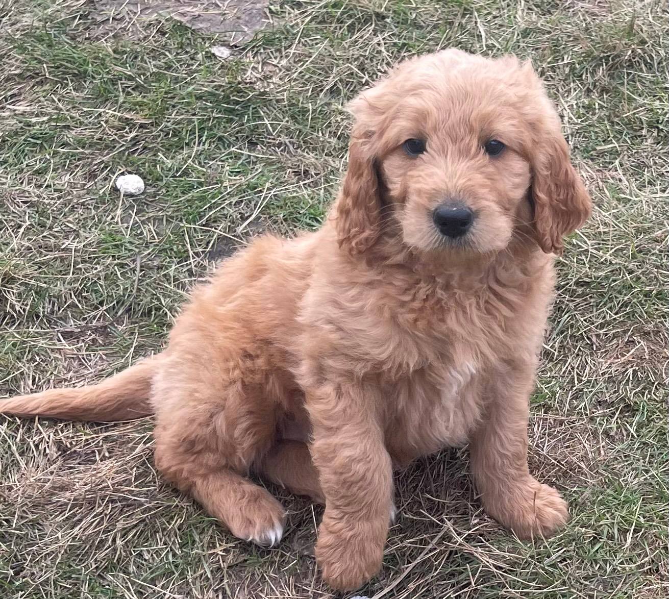 Groodle Breeders Mini Groodles For Sale Full Grown Groodles