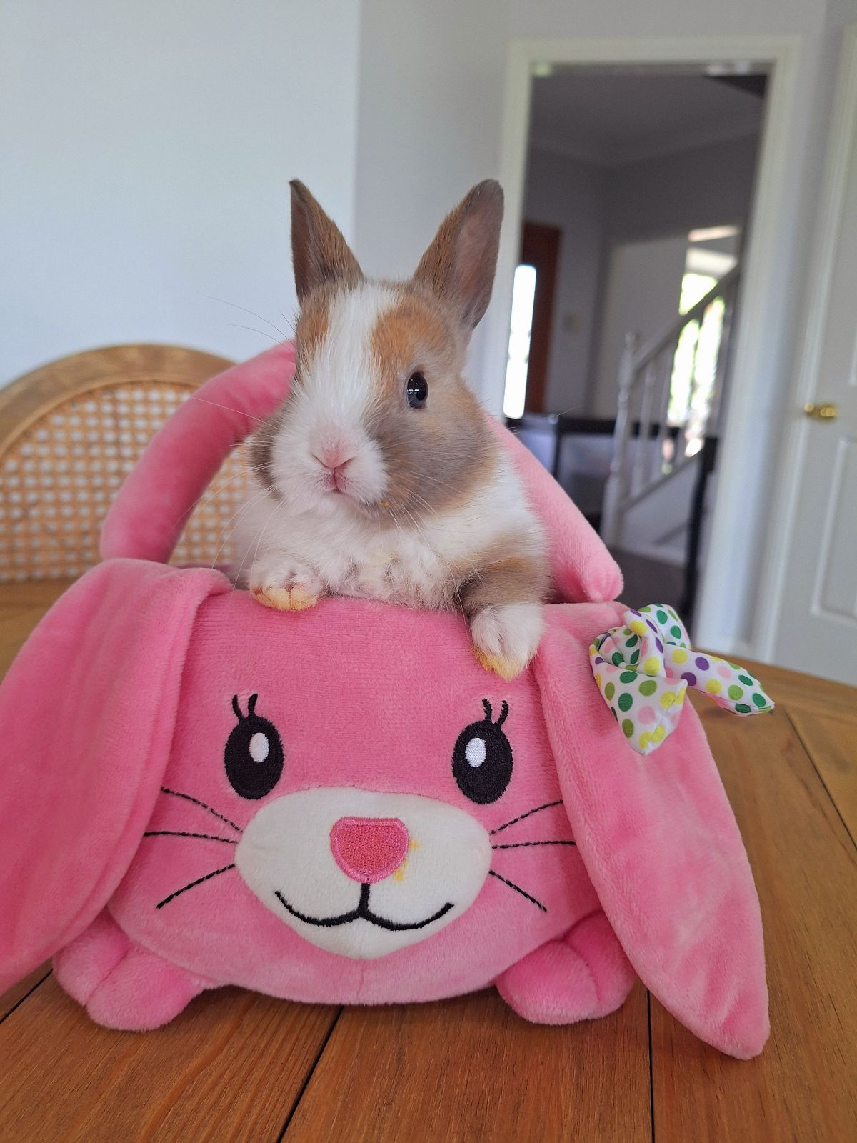 Female Netherland Dwarf Rabbit Purebred Netherland Dwarf Rabbit