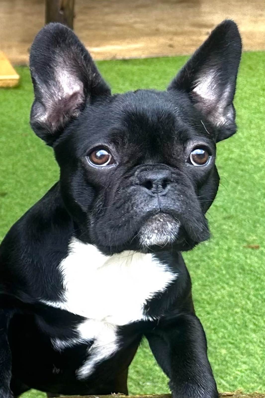 French Bulldogs Gumtree Bulldog French Bulldog Pups, 6mnths, 1F Vaccs