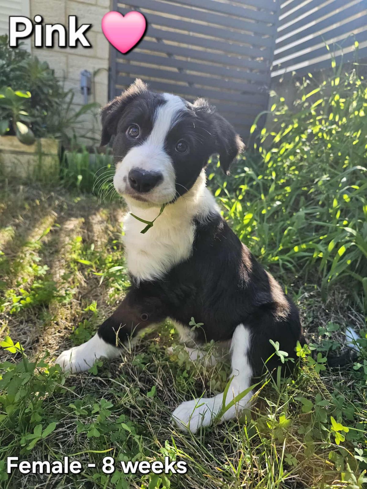 Jack Russell Staffy Collie Cross Puppies English Springer Jack