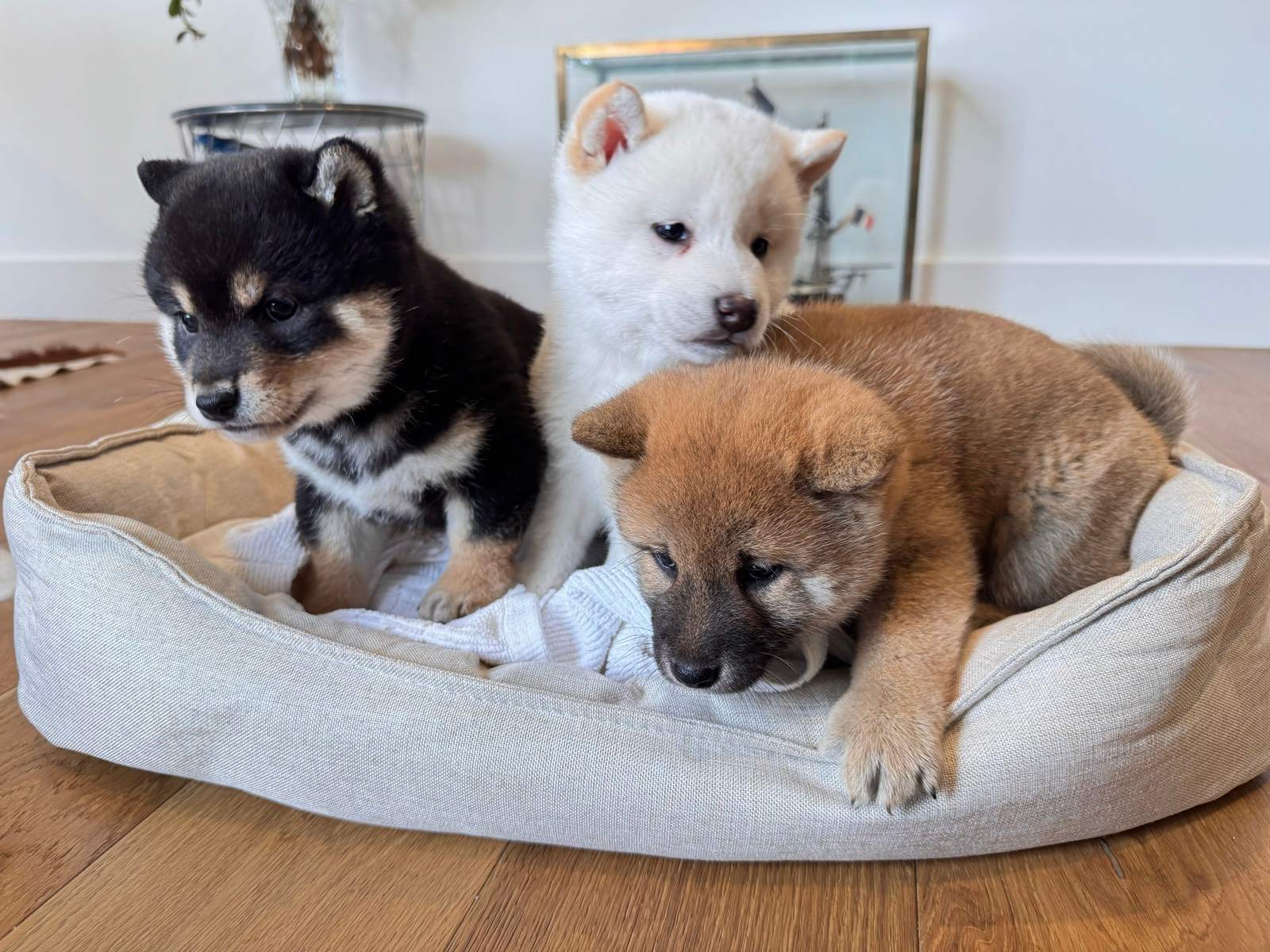 Purebred Shiba Inu Puppies Red, White Black $3,500 Dogs