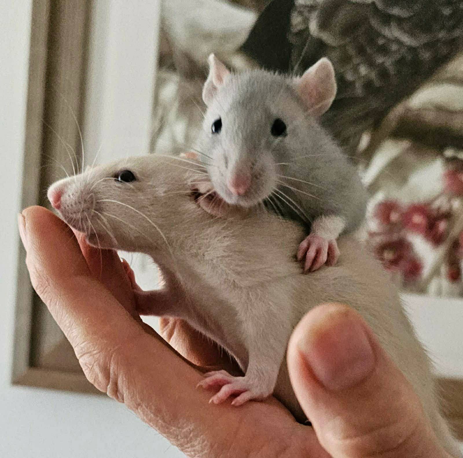 Baby fancy rats Ready Now! Other Pets Gumtree Australia