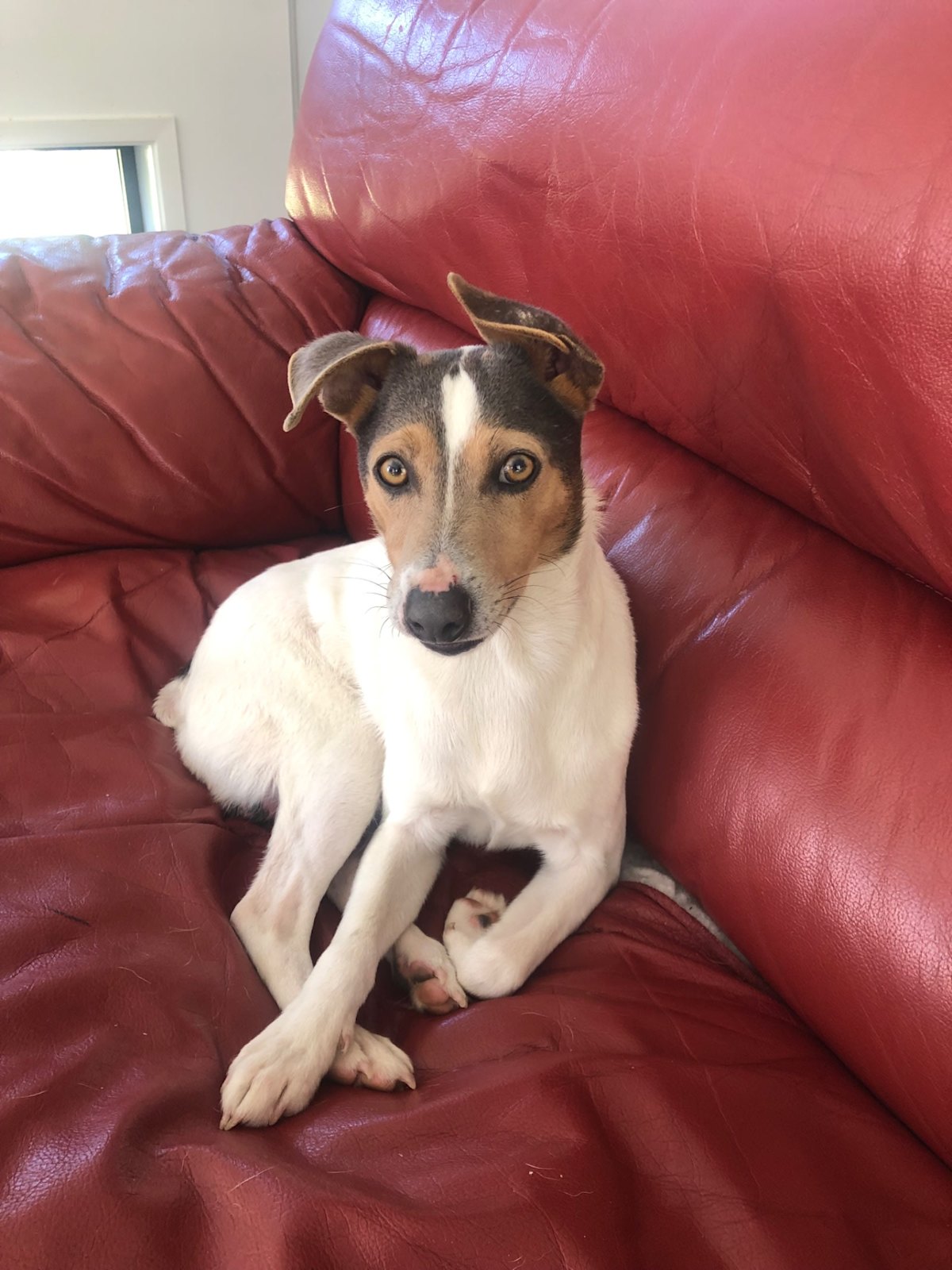 Tenterfield Terrier Dogs Puppies Gumtree Australia Ballina Area