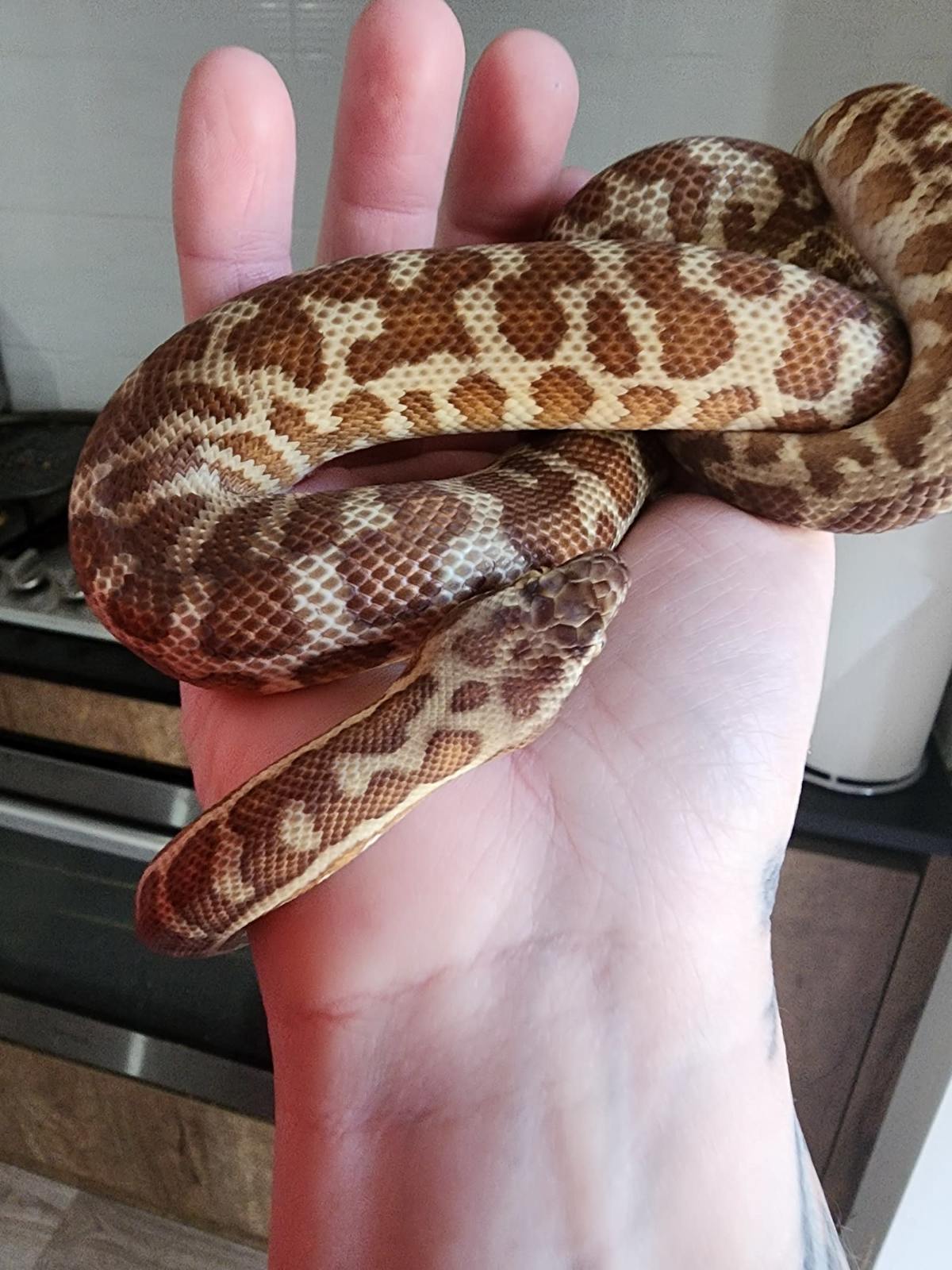 Stimson Python for sale | Reptiles & Amphibians | Gumtree Australia ...