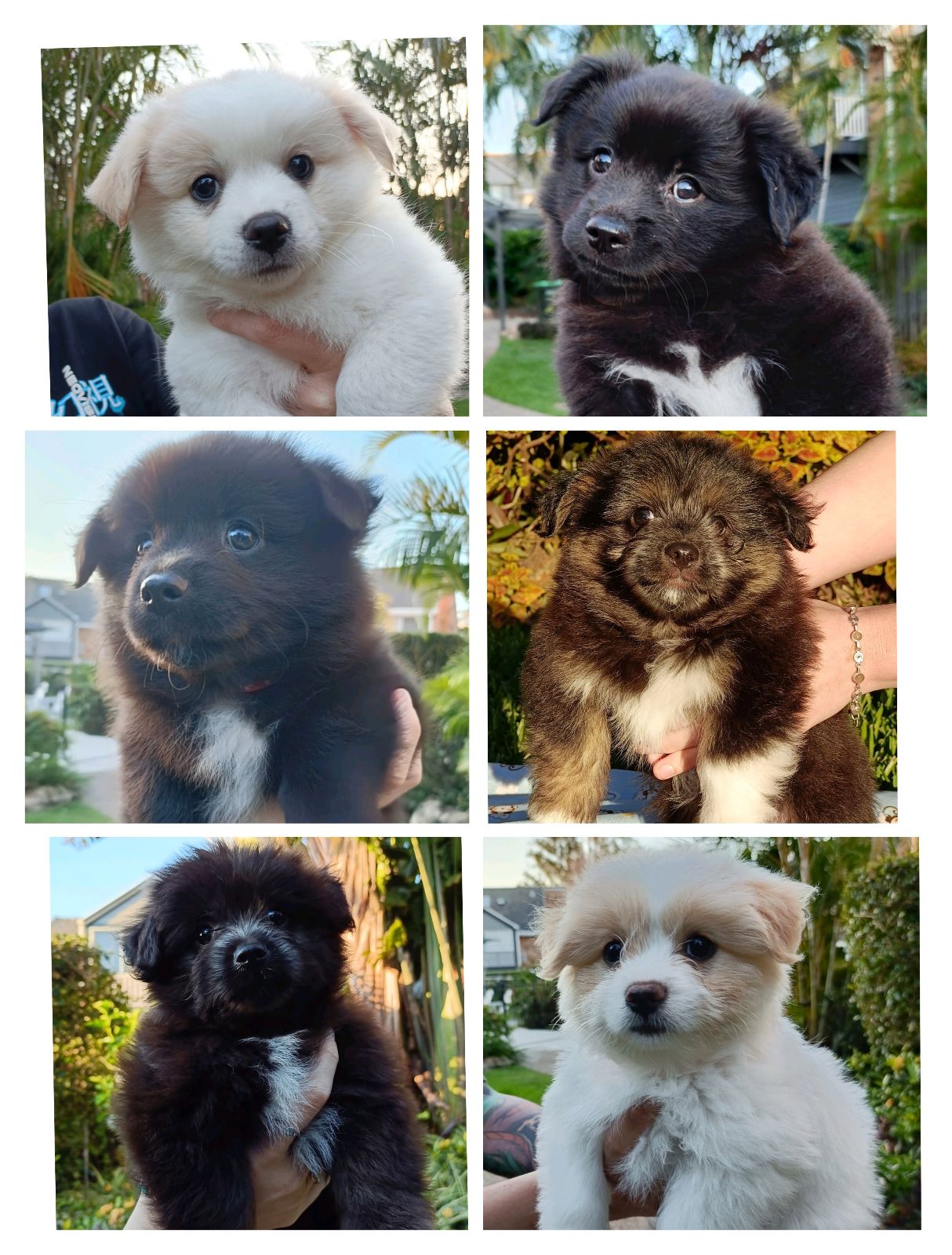 Spitzese German Spitz X Maltese pups! Dogs Puppies