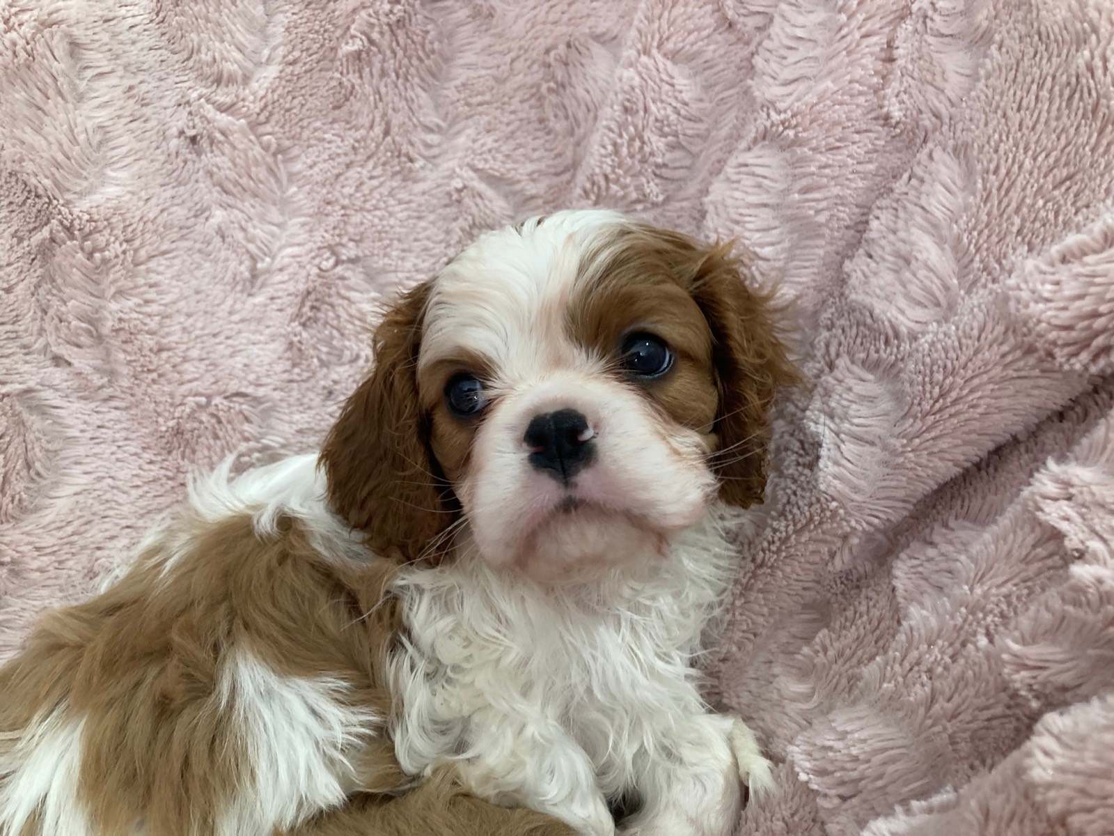 Cavalier Puppies Gumtree King Charles Spaniel King Charles