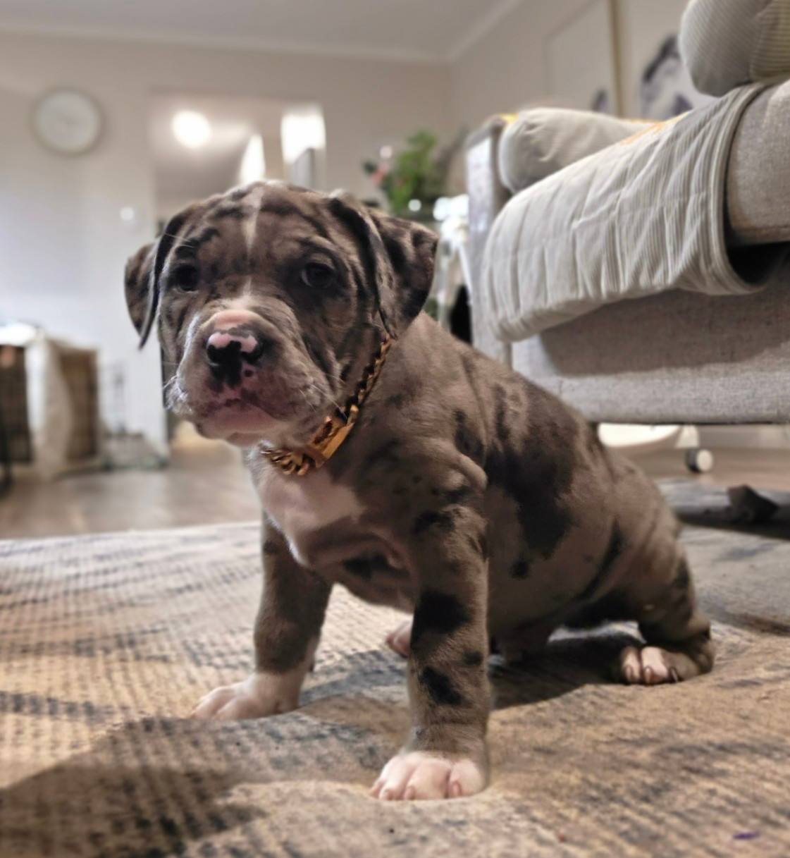 XL Bully puppies READY TO GO NOW Dogs Puppies Gumtree