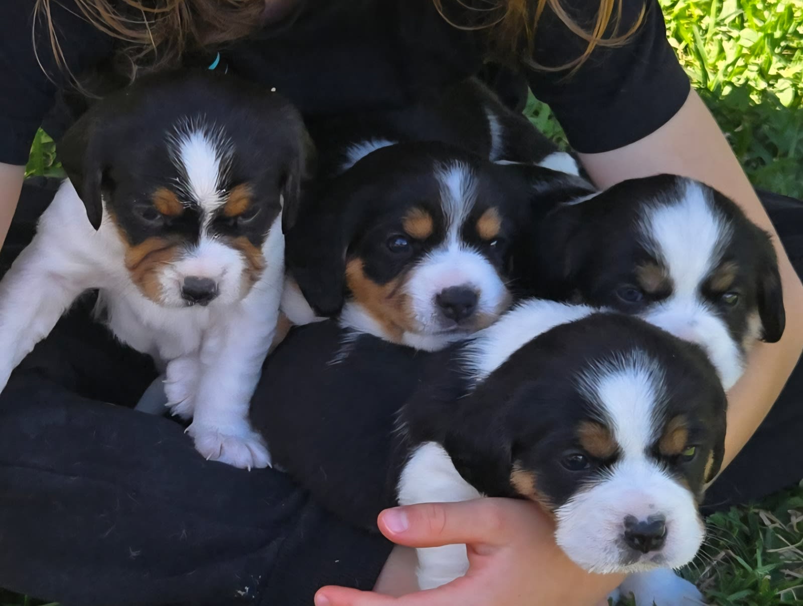 Cavalier King Charles Spaniel x Jack Russell x Cavajack Jackalier - Main Image