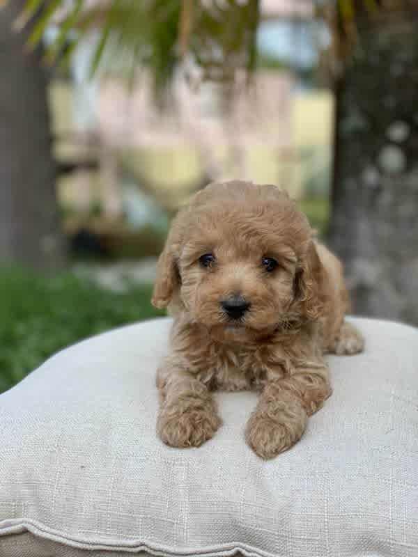CAVOODLE BEAUTIFUL PUPPIES BOYS AND GIRLS Gumtree