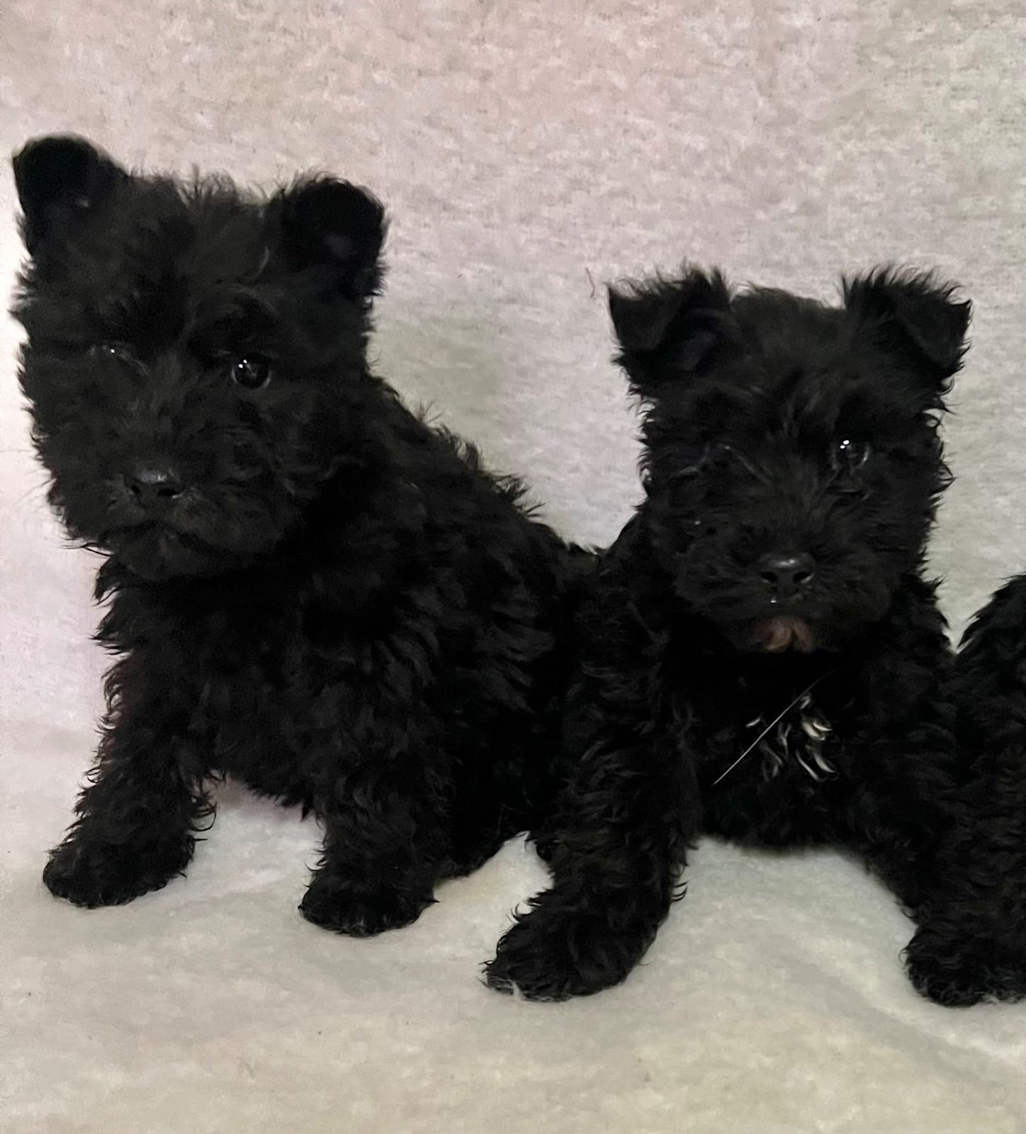 Schnauzer Wire Haired Terrier Mini Wire Schnauzer Girls Dogs