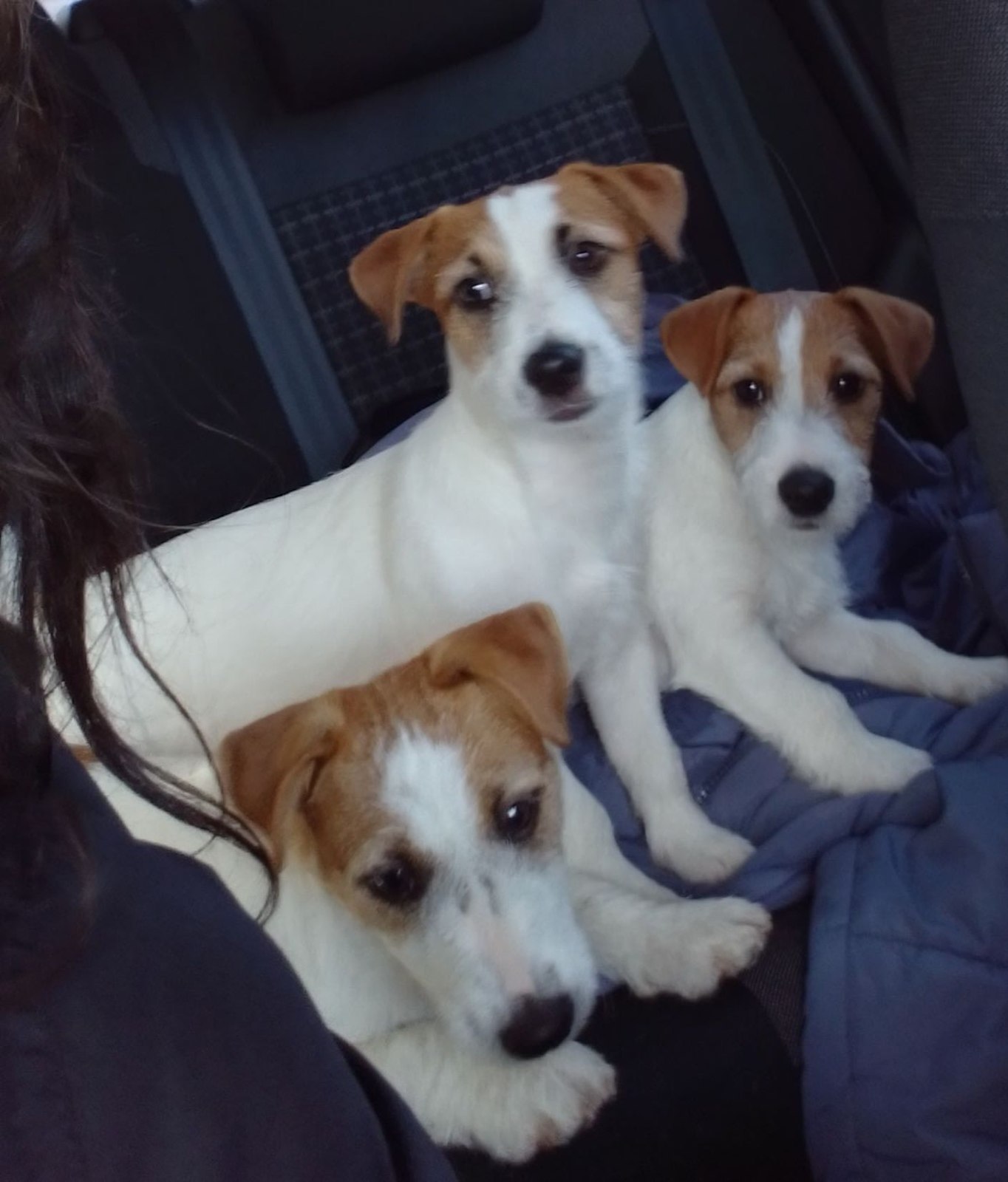 Russell Terrier Puppies For Jack Russell For Sale Gumtree Jack