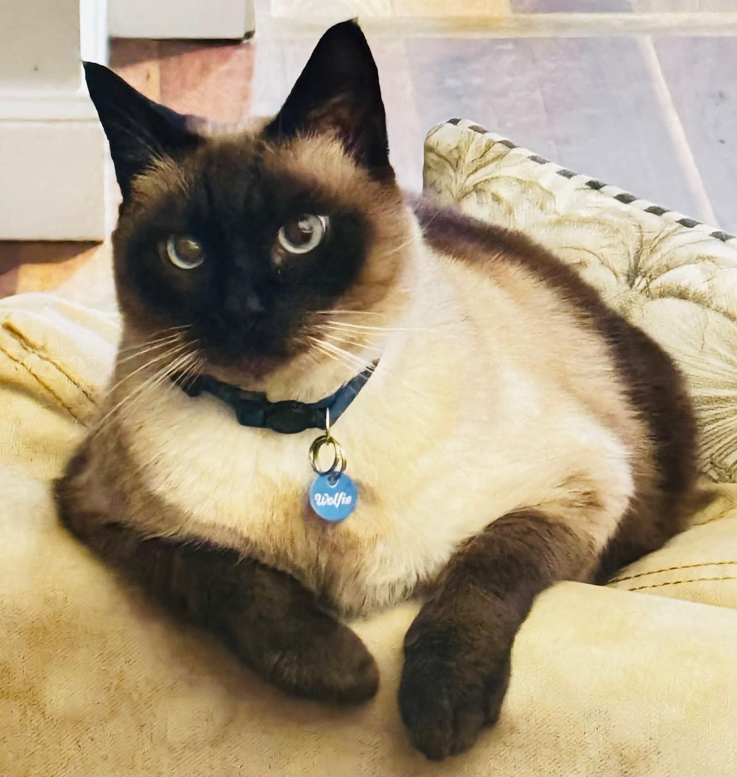 Burmese Cross Persian Cats Ragdoll Cross Burmese Male Cat