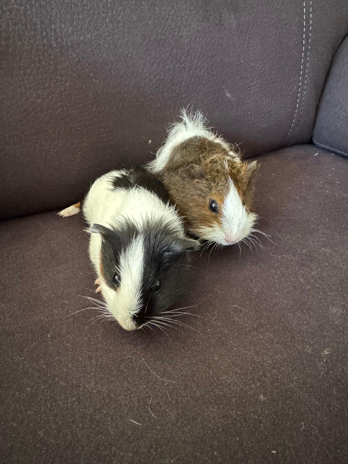 Gumtree Baby Girl Guinea Pigs For Sale Baby Guinea Pig For Sale
