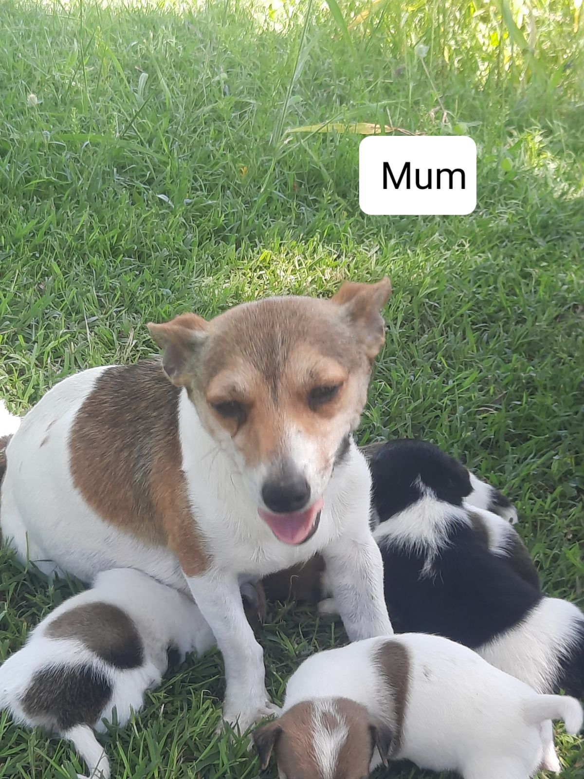 Purebred Mini Foxy Shop Mini Foxy Cross Jack Russell For Sale On Sale