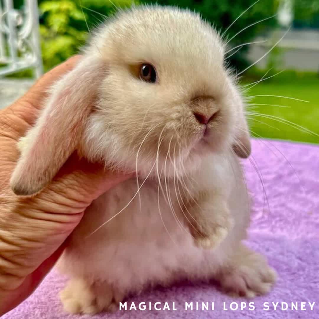 Australia's Healthiest And Friendliest Baby Bunnies For Sale