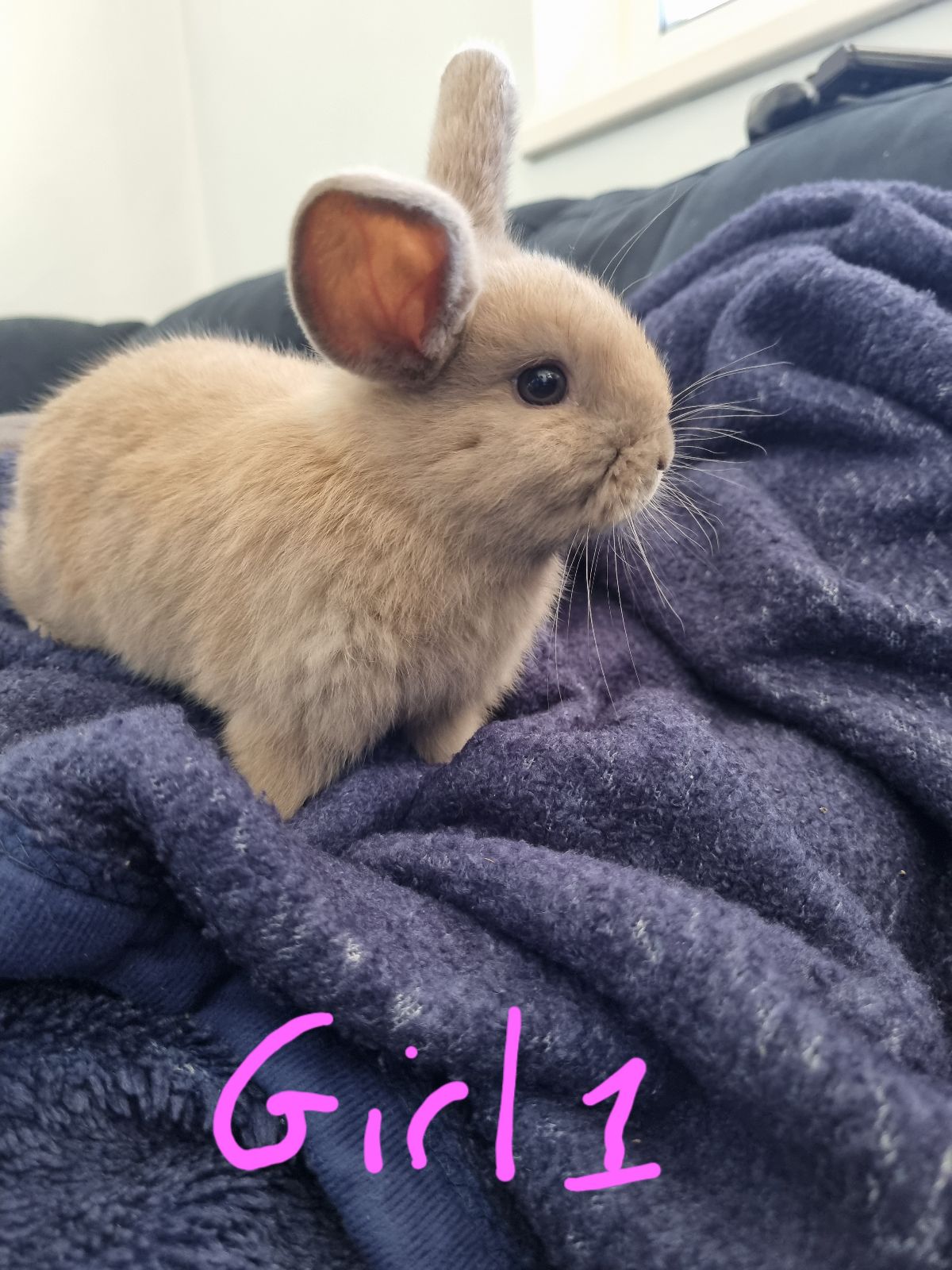 Mini Rex Baby Bunnies Craigslist Rex Rabbits For Sale Shop