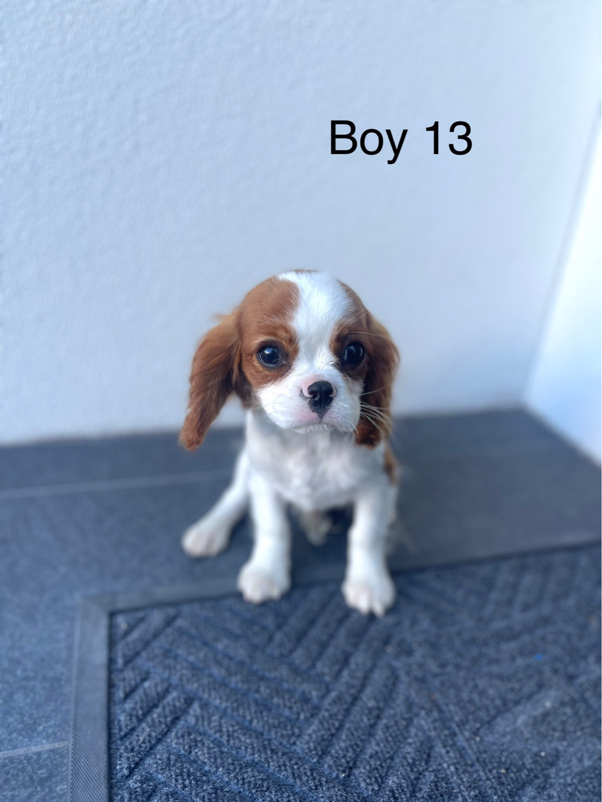 Cavalier King Gumtree Cavachon Gumtree Cavalier King Charles