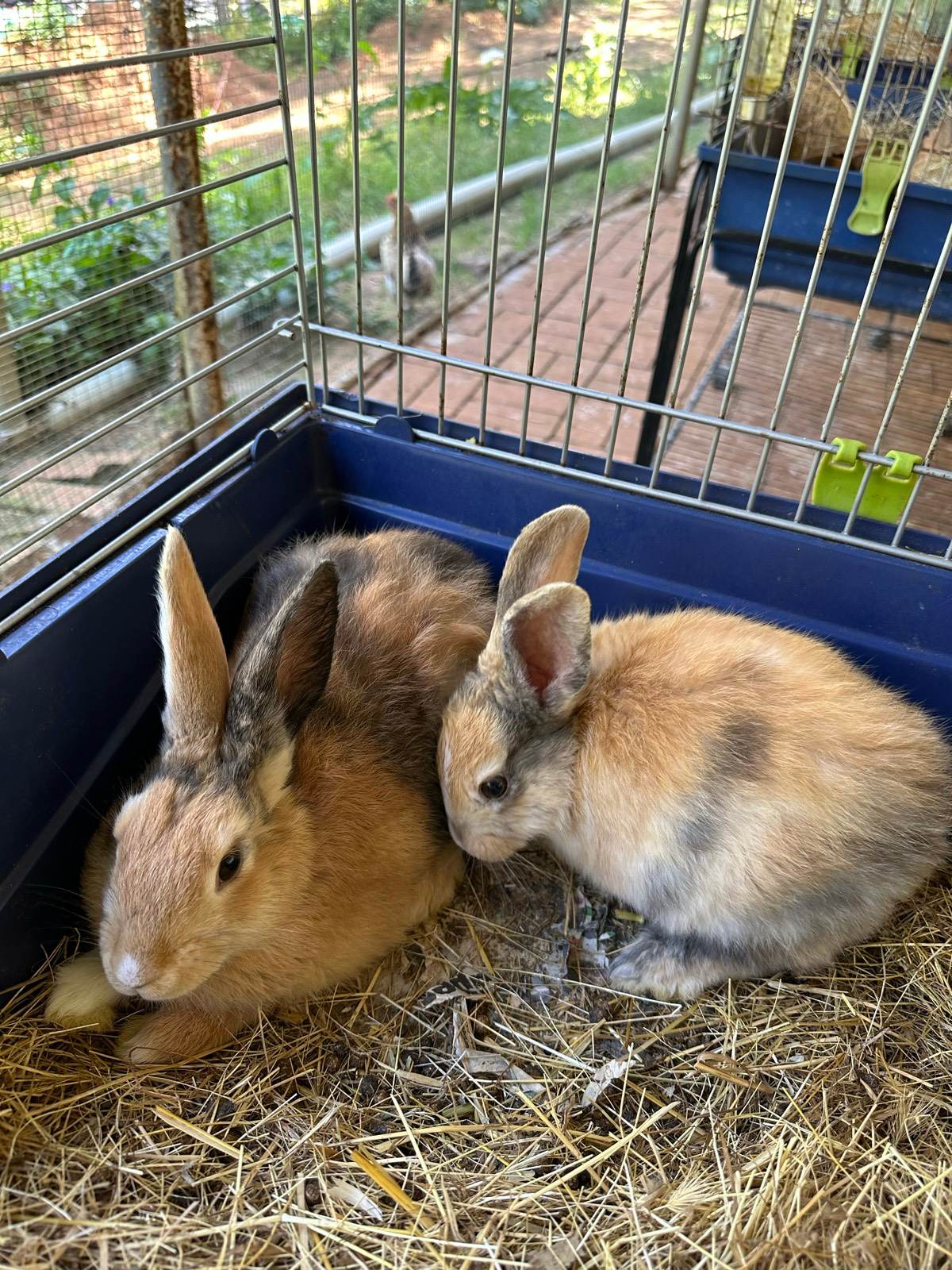 Baby Rabbits for sale Rabbits Gumtree Australia Busselton Area