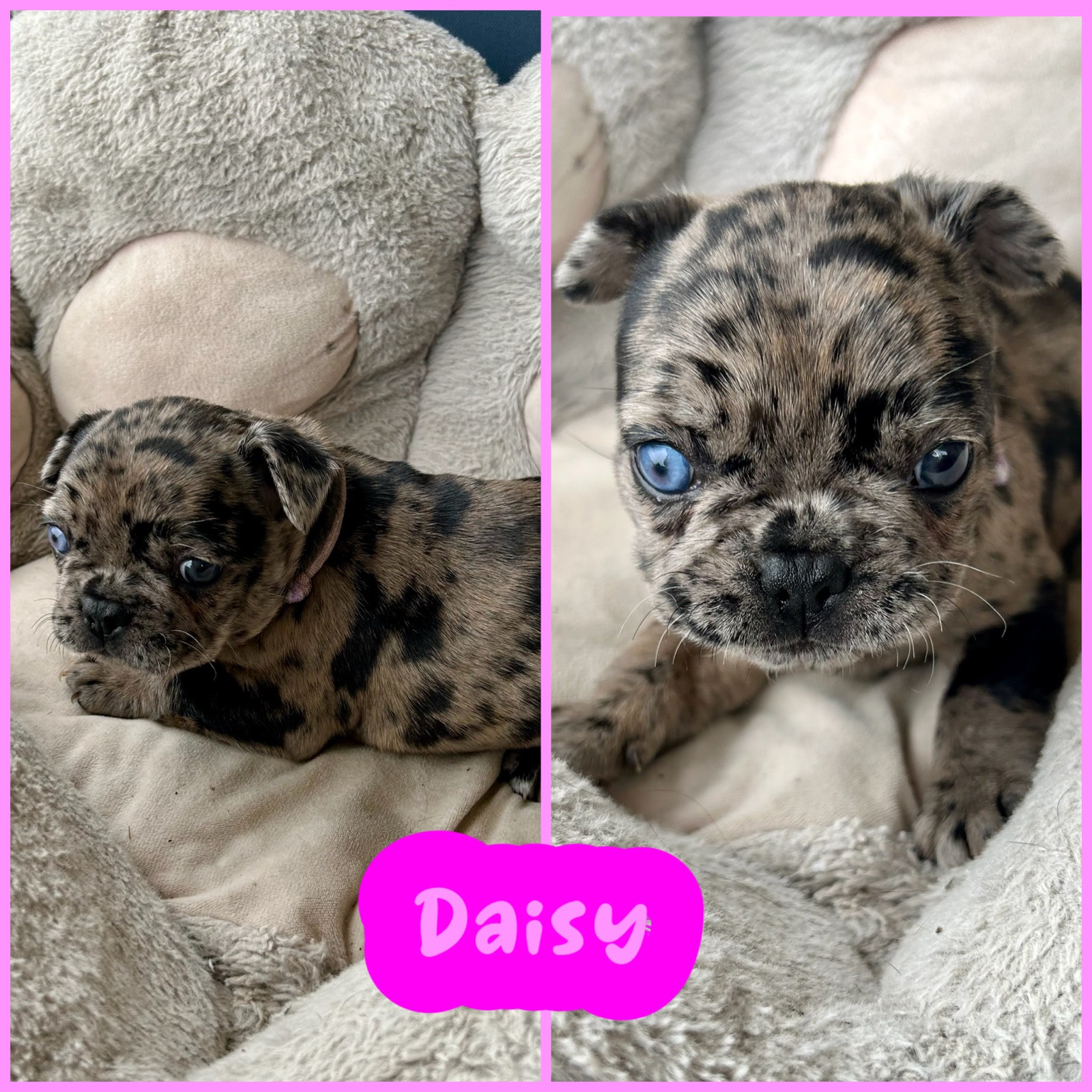 Animal Welfare Gumtree Bulldog Puppies French Bulldog Puppies Dogs