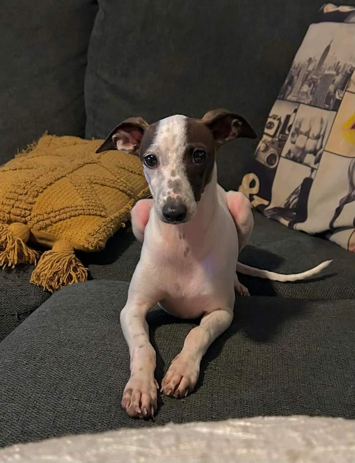 Female Italian Greyhound Italian Greyhound Young Female Sitting