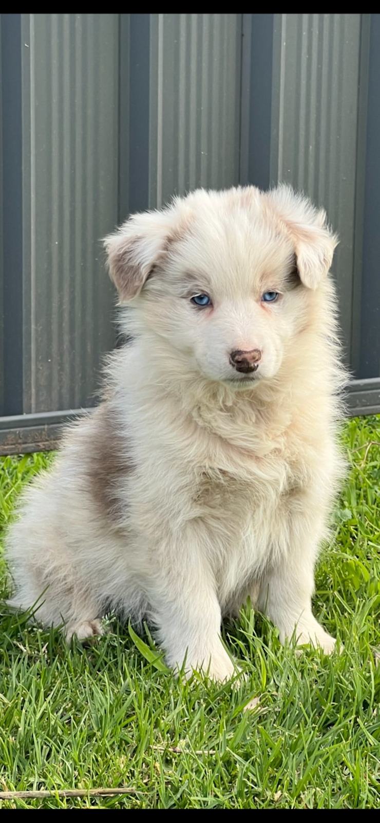 Lilac Tri Color Lilac Collie Collie Dogs Lilac Merle Border Collie