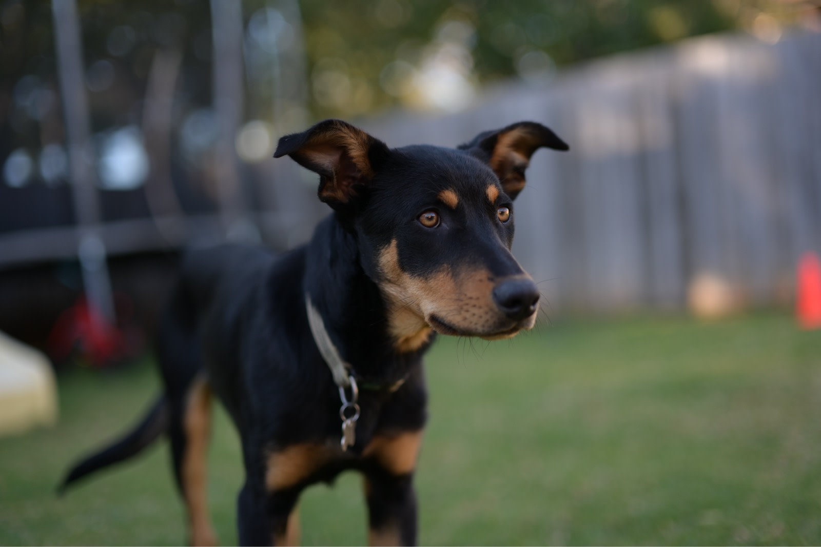 And Tan Kelpie Huntaway Cross Purebred Kelpie Purebred Kelpie Pup