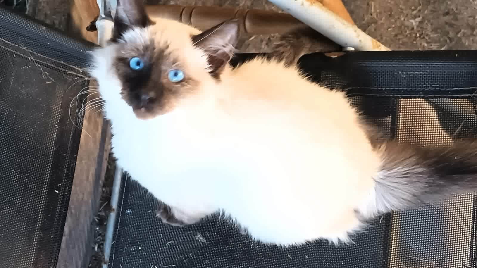 Siamese Cat Rescue Oriental Kittens For Sale Near Me Oriental