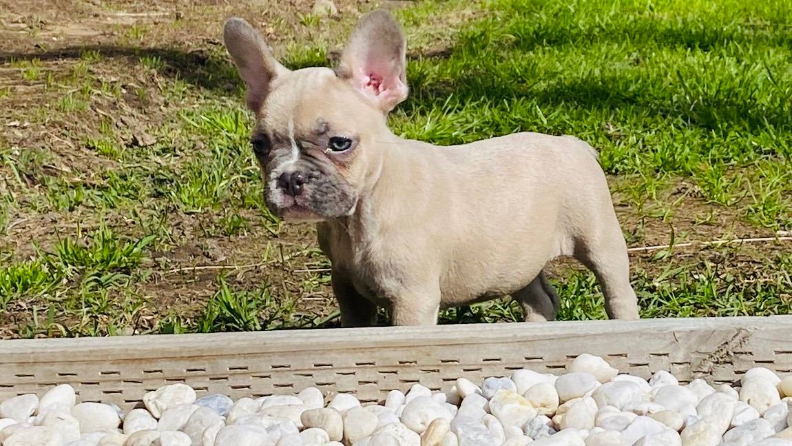 French Bulldogs Gumtree Bulldog Male French Bulldog Puppies For