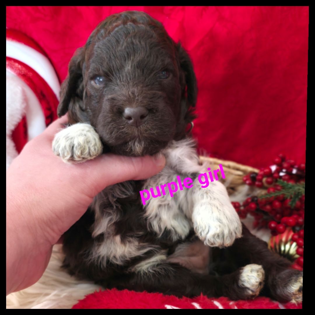 Cavoodle Puppy Chocolate Spoodle Spoodle Breeders Near Me Our Gorgeous  Spoodle Puppies Are Having So Much Fun Playing Each They Are Available To  Meet We Have Both Toy And Mini Sized Spoodle, image size:1080x1080