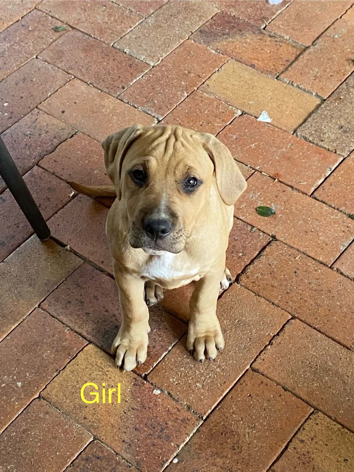 Staffy Dog Gumtree Blue Staffy Pups Dogs Staffy Puppies Gumtree