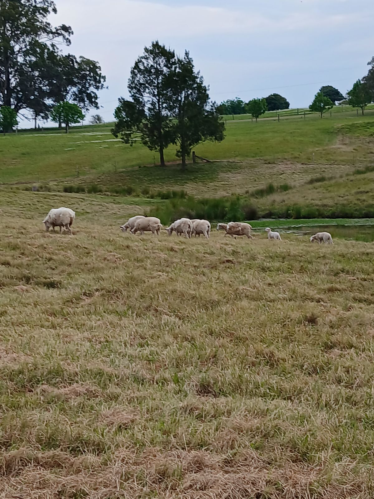 MOB OF SHEEP WILTIPOLS Livestock Gumtree Australia