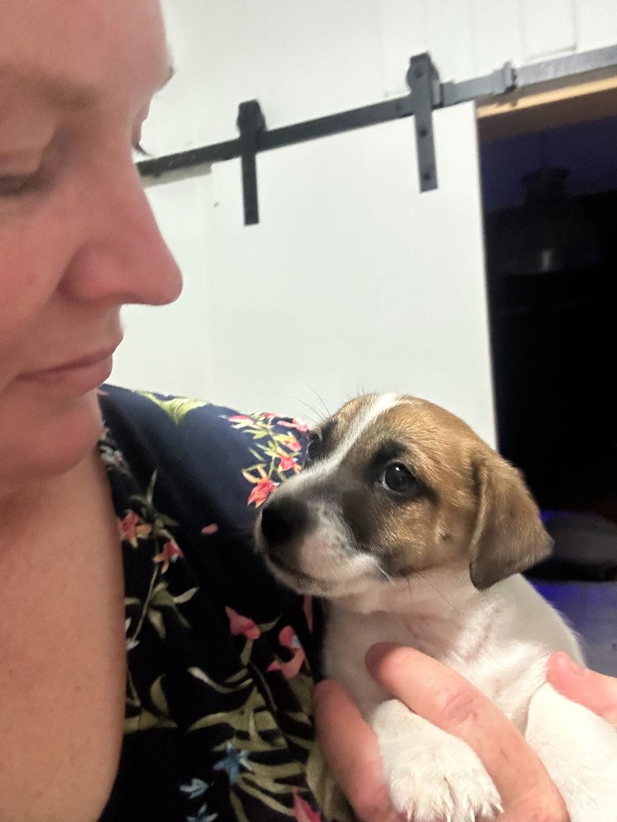 Mini foxy x Jack russell pups for sale Dogs Puppies Gumtree