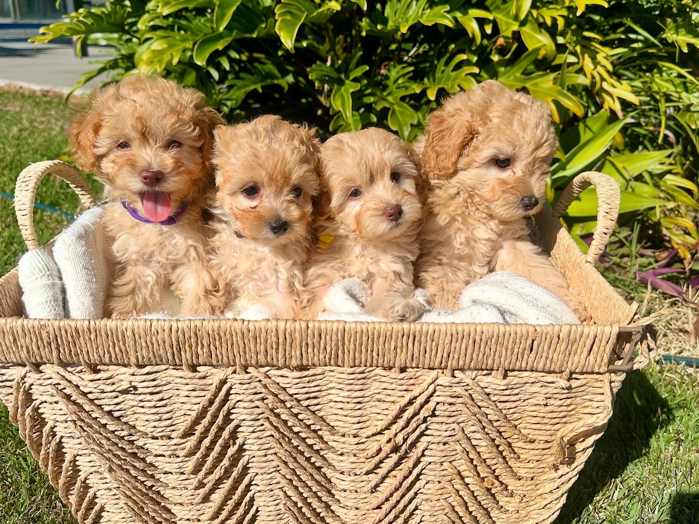 Moodle Maltese X Toy Poodle Maltese X Toy Poodle On Sale