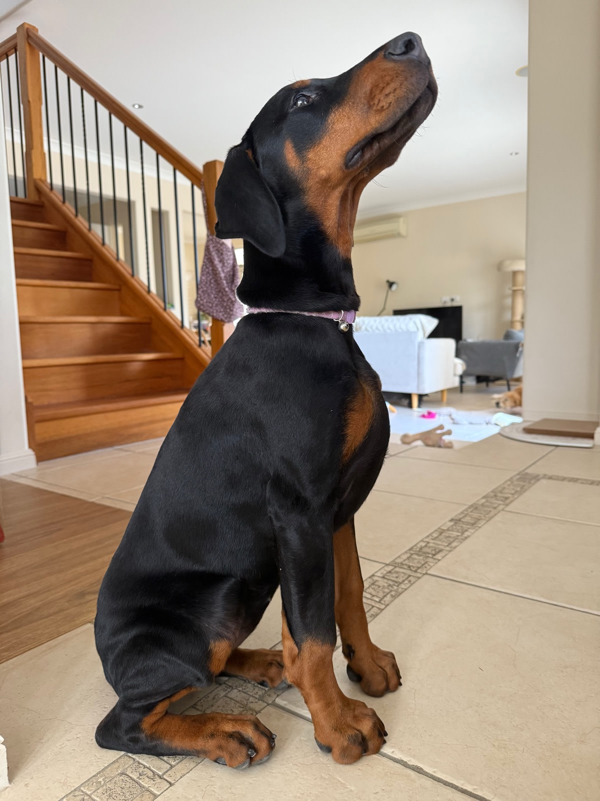 Purebred European-Line Doberman Puppy Dogs Puppies
