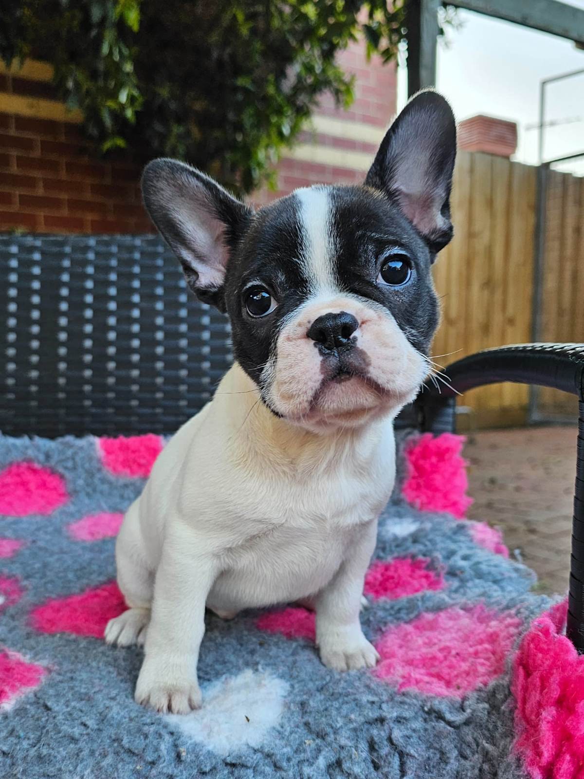 Dog Toys Ana French Bulldog Farm Adorable Handsome French Bulldog