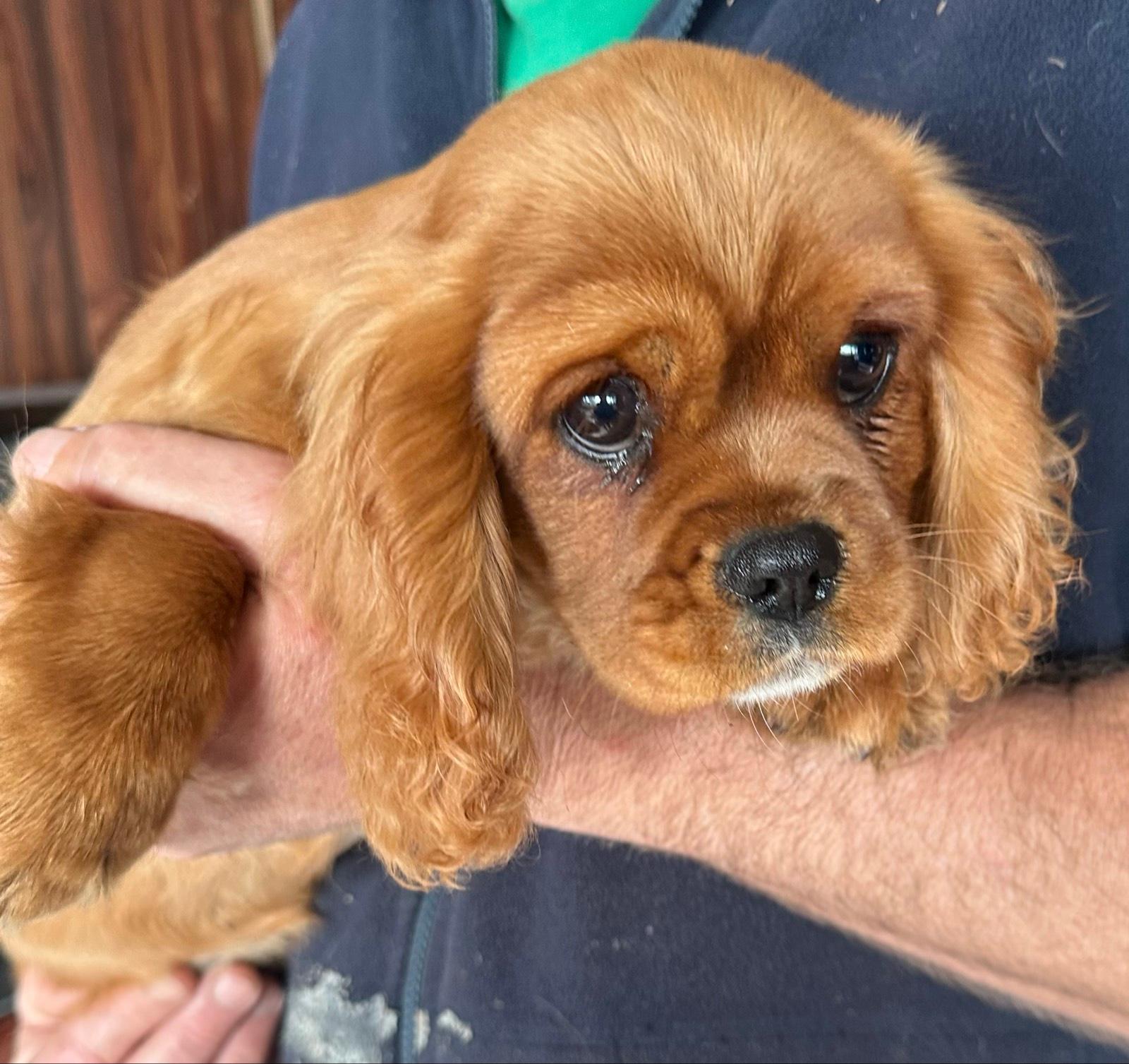 Gumtree Australia Gumtree Lost Pets Months Old Payment Plan /Pet