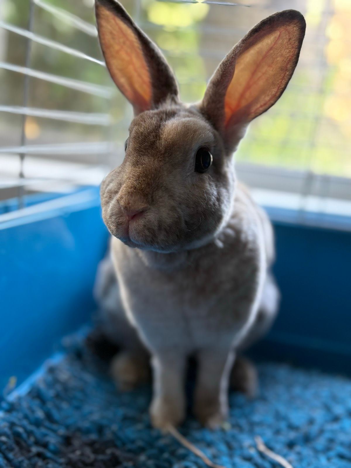 rabbit breed mini rex baby