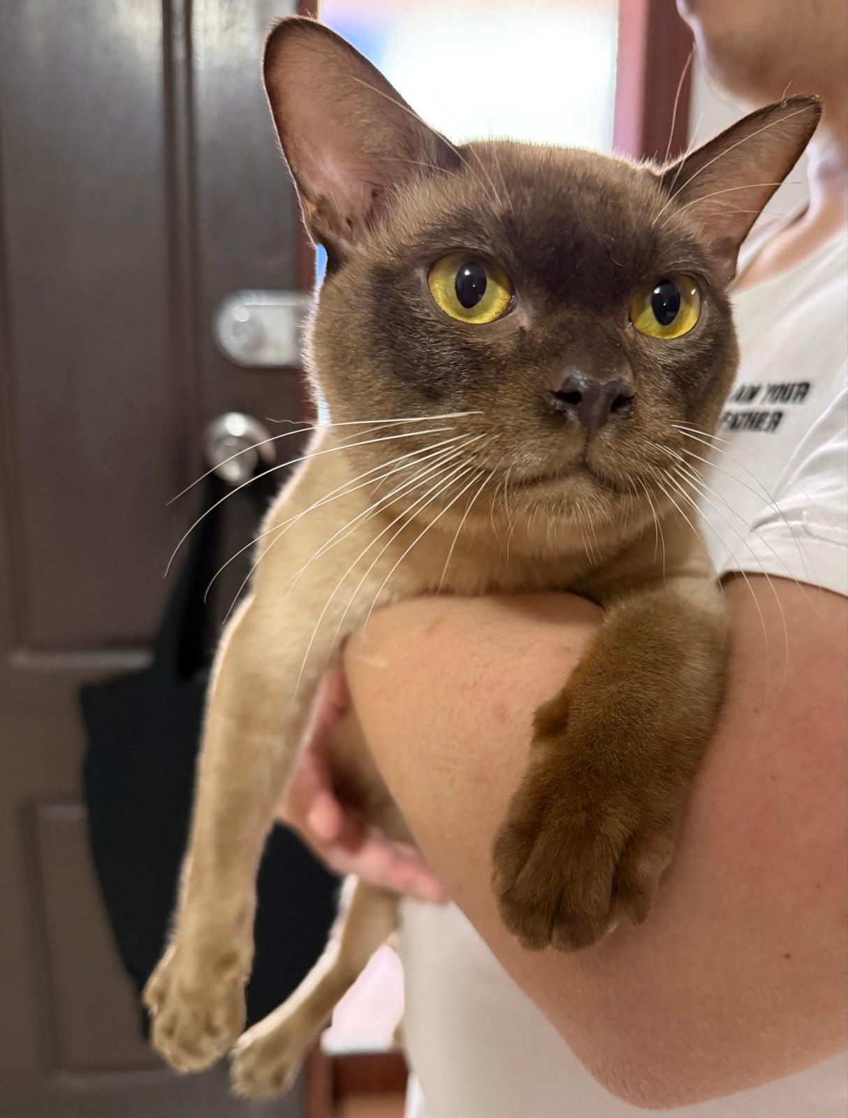 Feline Burmese Cat Rescue Near Me Cat Rescue Burmese Cats Needing