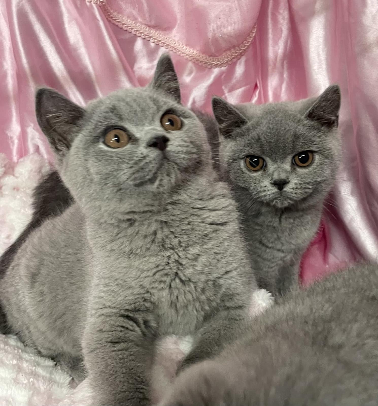 British Shorthair Gumtree Exotic Shorthair Bsh Kittens Persian Cat