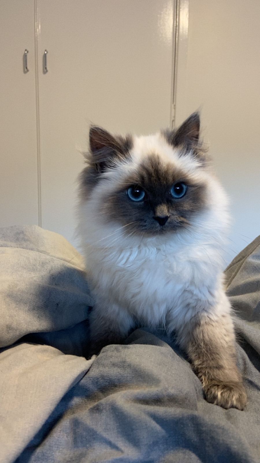 Rag Doll Seal Point Tabby Birman Seal Point Ragdoll Birman Ragdoll