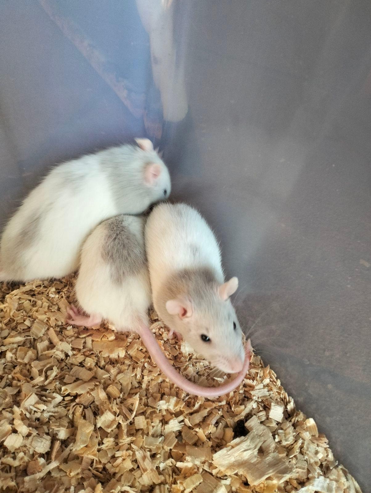 Best blue pet rat Factory Sale, image size:1204x1600