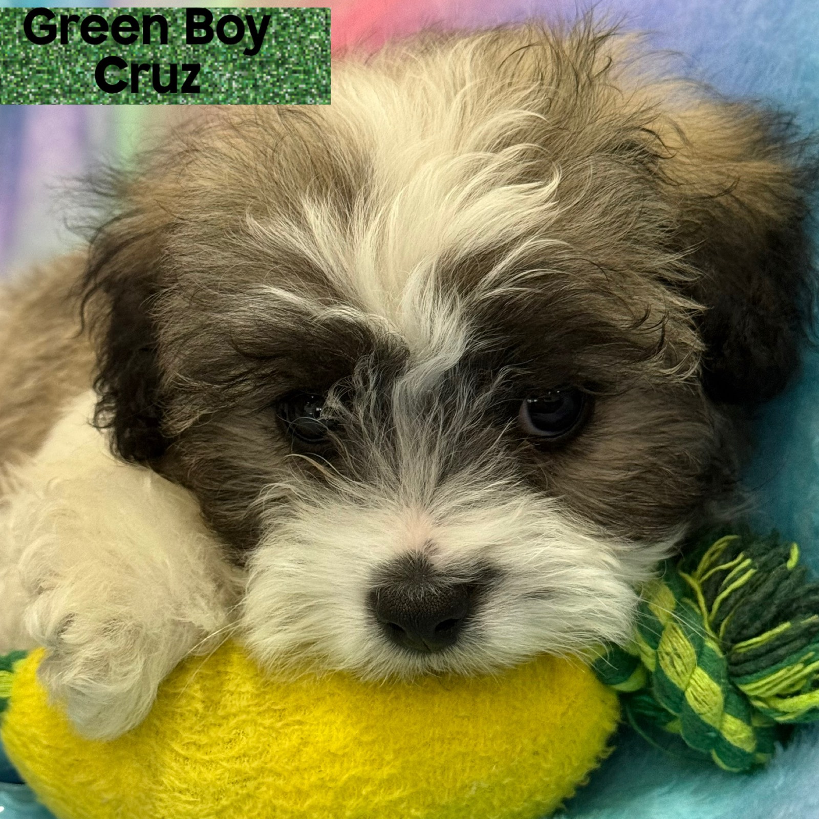 Teacup Maltese Pictures Of Teacup Shih Tzus Handsome Toy Poodle X