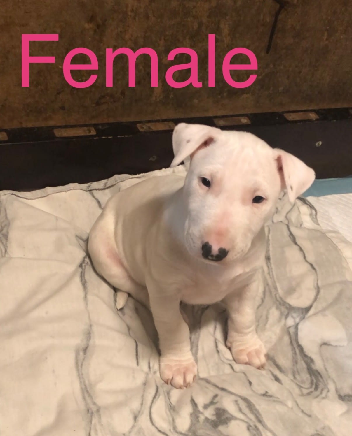Miniature Bull Bull Terrier Puppies For Sale Gumtree Pure Gull