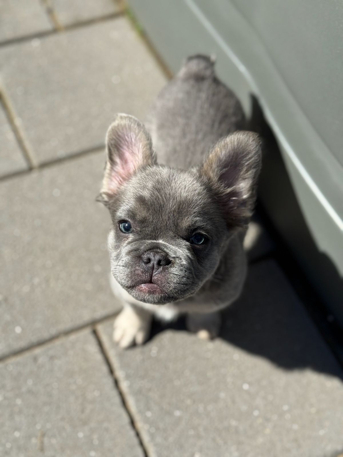 Grey Small Bulldog Puppies Bulldog Breed Grey White French Bulldog