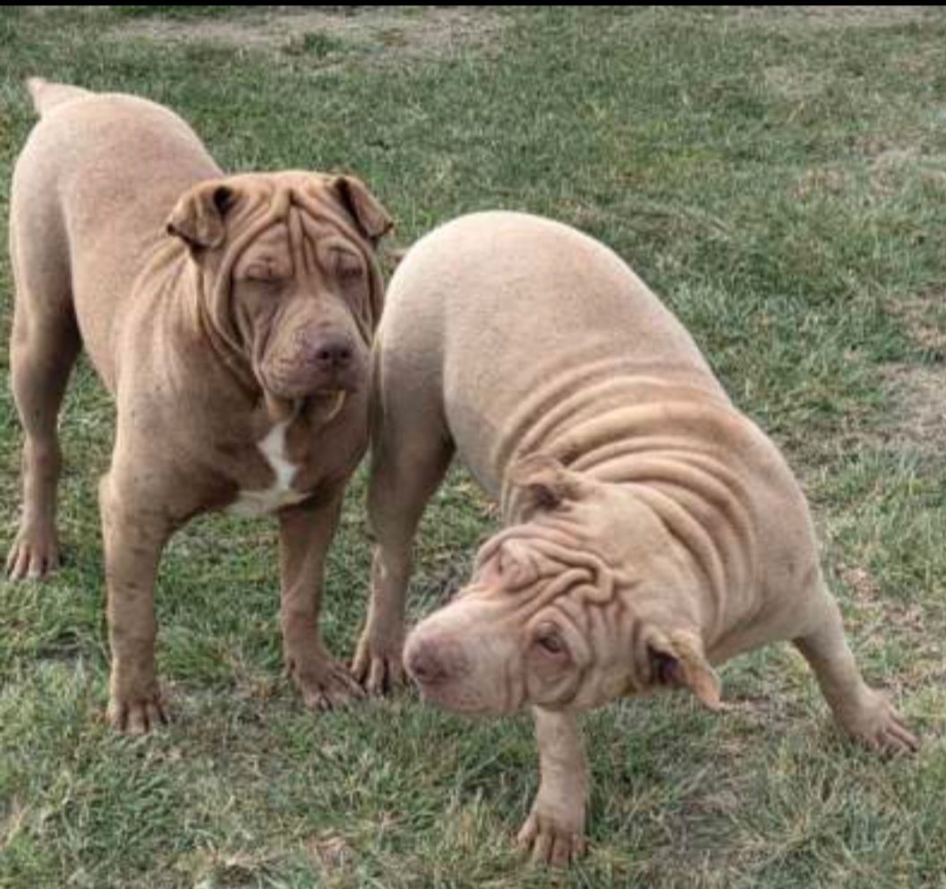Month Old American Bully American Bully 10 Month Old Blue Nose