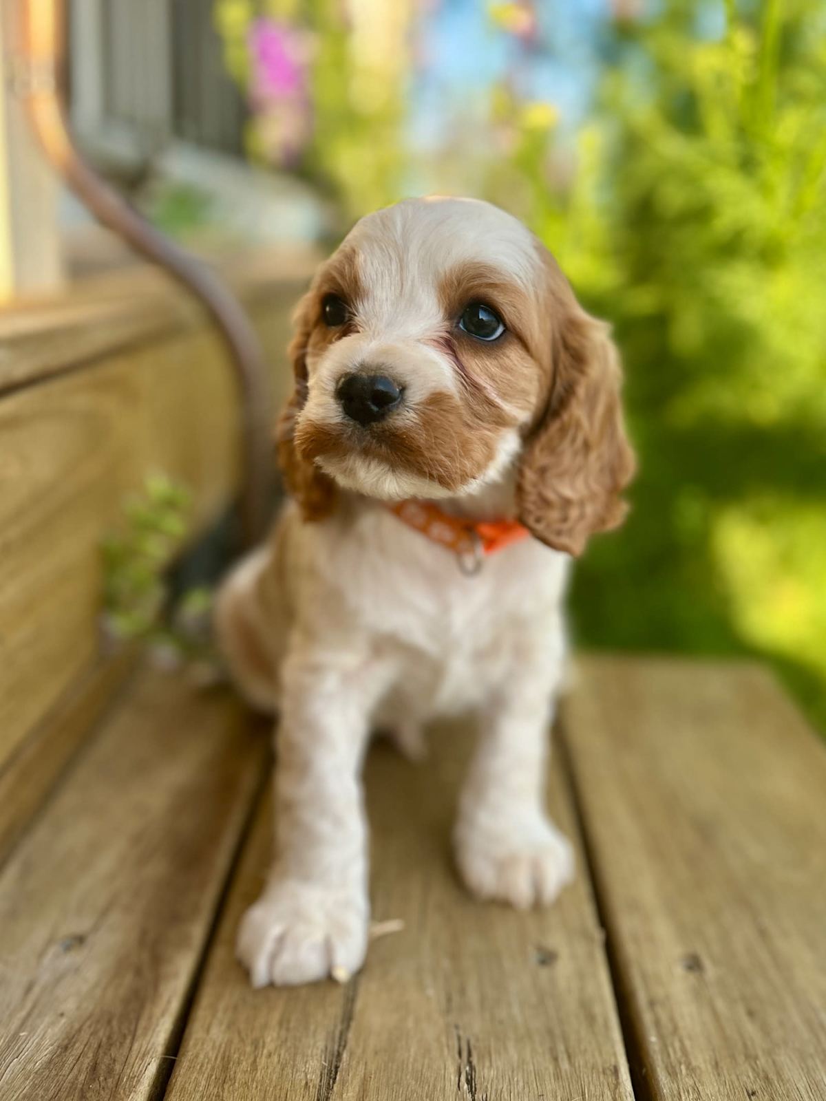 Cockalier Puppies Cocker Spaniel x King Charles Cavalier Gumtree