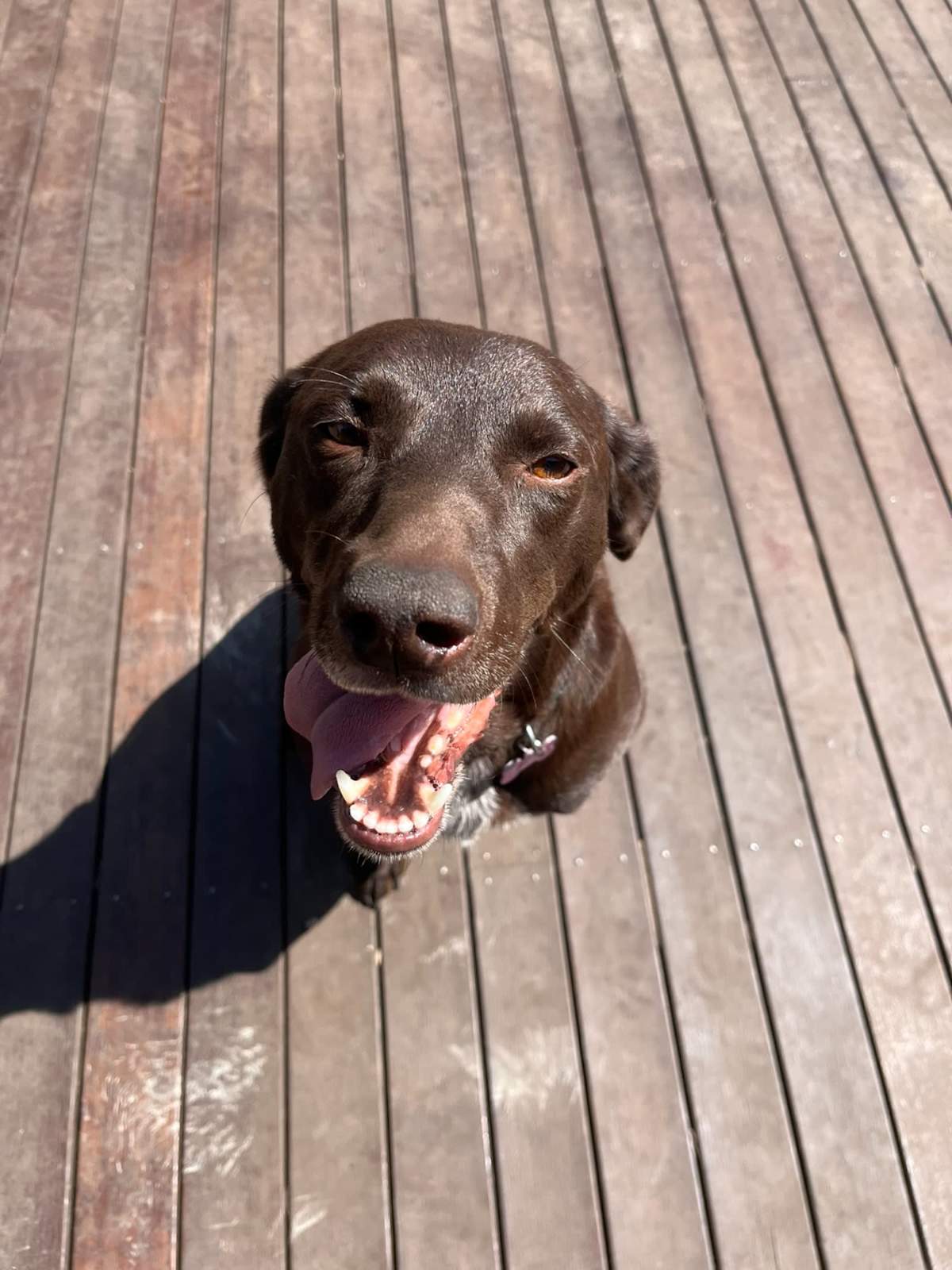 German Short Haired Pointer Cross Kelpie Year Old Dogs