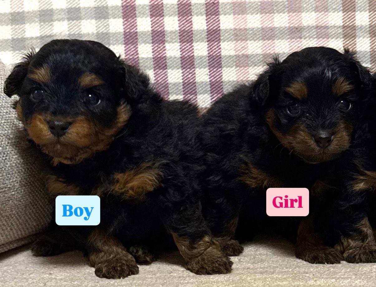 Pomapoo Pups F1 Puppy Pomeranian Greenfield Puppies 2025 - Main Image