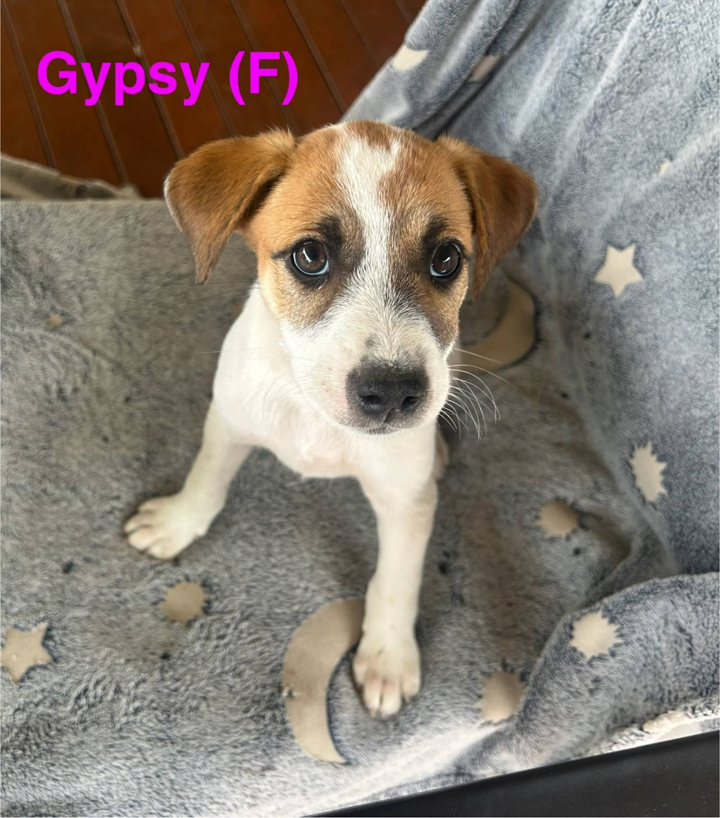 Jack Russell x Cattle dog mix puppies Dogs Puppies Gumtree